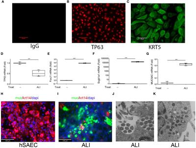 Cooperative interaction of interferon regulatory factor -1 and bromodomain—containing protein 4 on RNA polymerase activation for intrinsic innate immunity